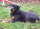 photo de la Rottweiler Orka